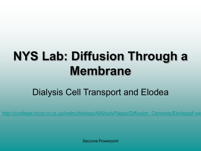 Diffusion through a membrane lab nys