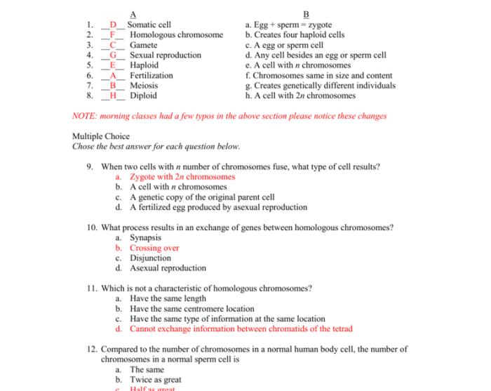 Stages mitosis meiosis identification bing