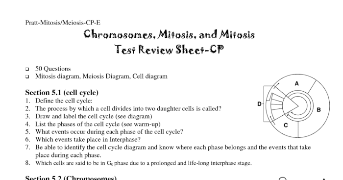 Meiosis mitosis compare worksheet teacherspayteachers