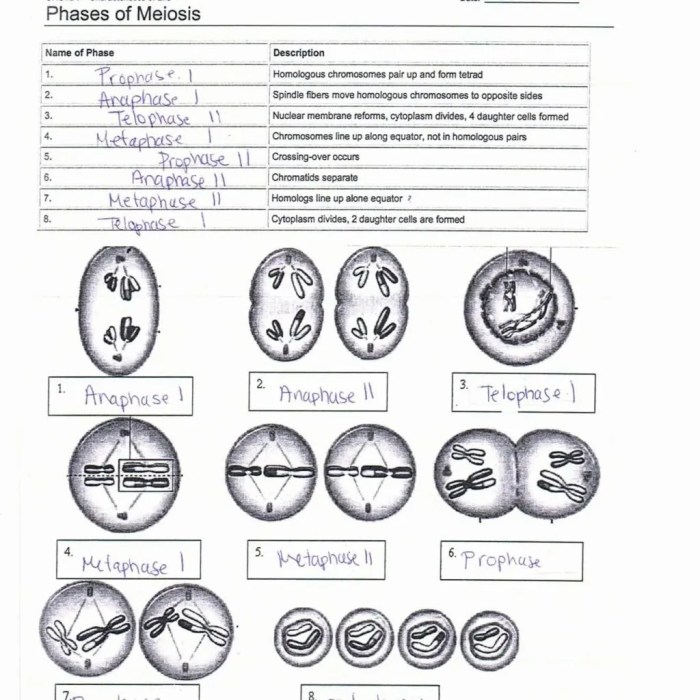 Meiosis video handout answer key