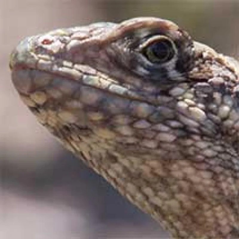 Virtual lab lizard evolution answers