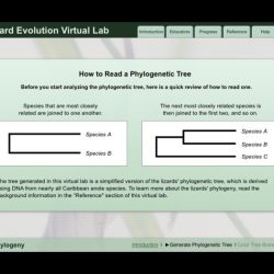 Virtual lab lizard evolution answers