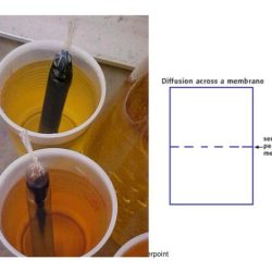 Diffusion through a membrane lab nys