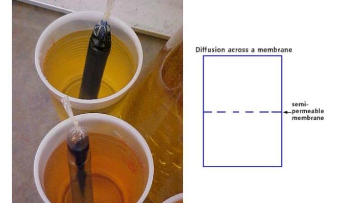 Diffusion through a membrane lab nys