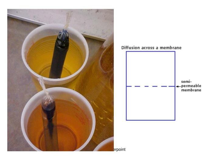 Diffusion through a membrane lab nys