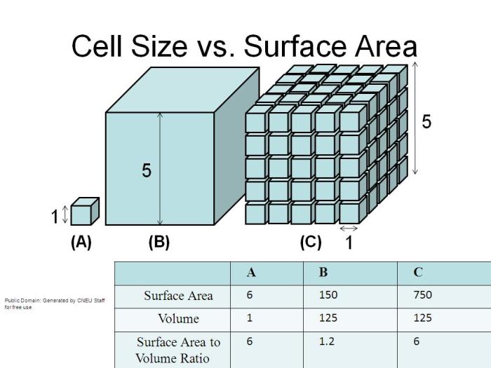 Cell size is limited by surface area worksheet answer key