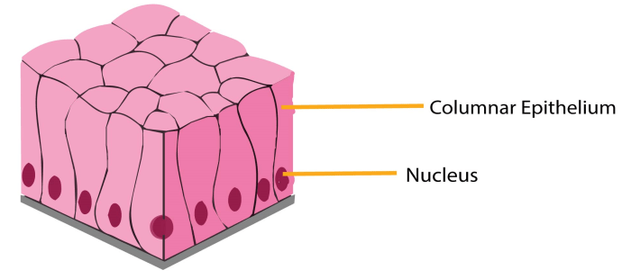 Draw a human epithelial cell and an elodea cell