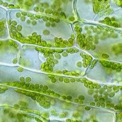 Elodea microscope cells membrane solution structure leaf plant hypotonic detailed diffusion quia called using chapter function surrounded ap through below