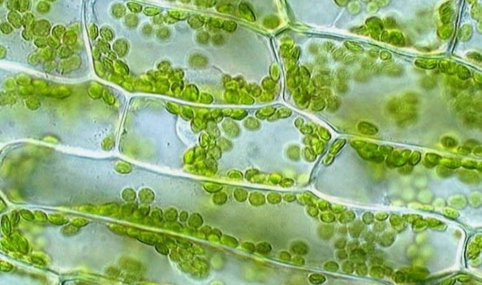 Elodea microscope cells membrane solution structure leaf plant hypotonic detailed diffusion quia called using chapter function surrounded ap through below