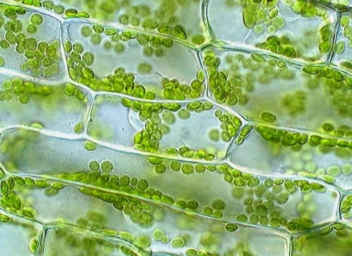 Elodea microscope cells membrane solution structure leaf plant hypotonic detailed diffusion quia called using chapter function surrounded ap through below