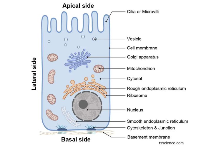 Draw a human epithelial cell and an elodea cell