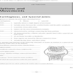 Exercise 11 articulations and body movements review sheet