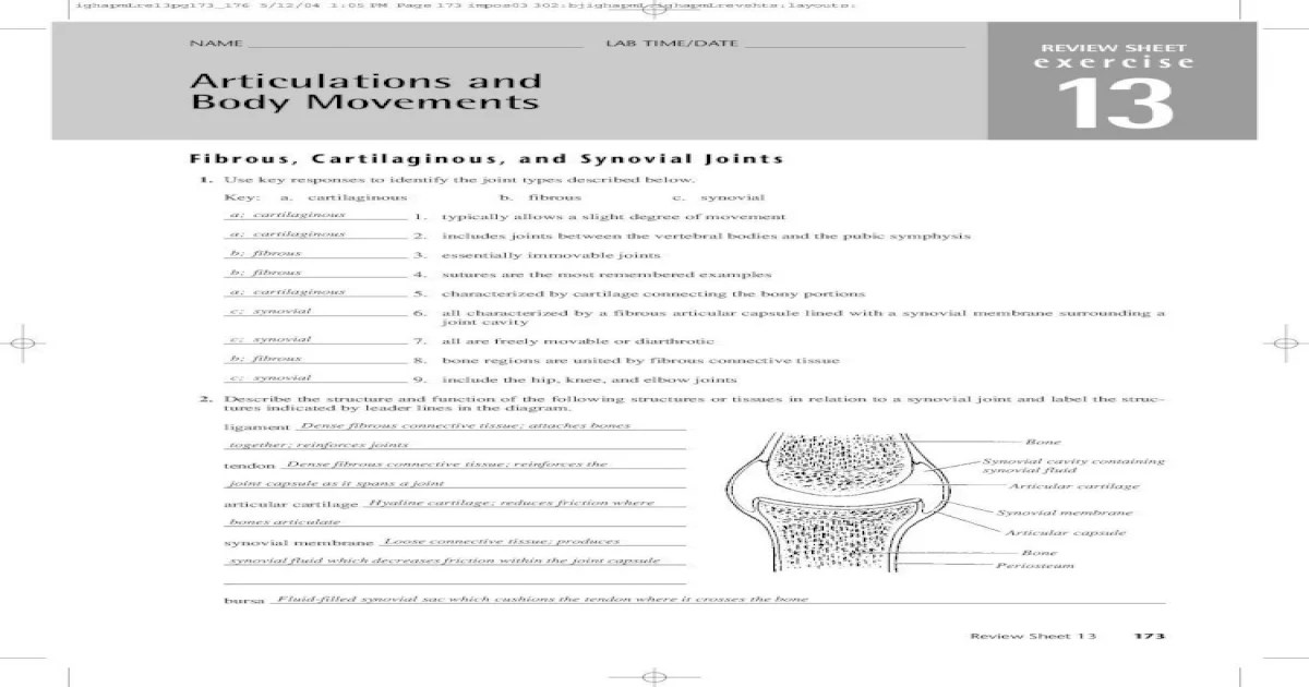 Exercise 11 articulations and body movements review sheet